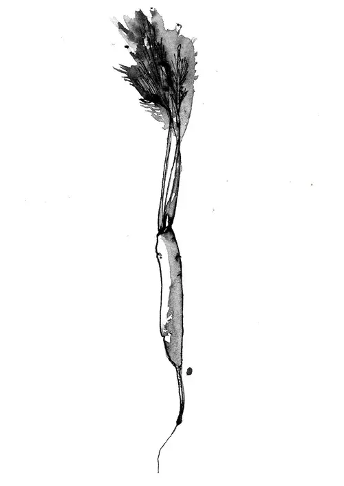Carota